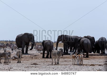 Crowded Waterhole With Elephants, Zebras, Springbok And Orix
