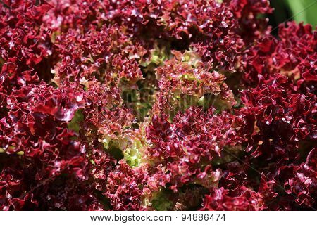 Lollo Rosso