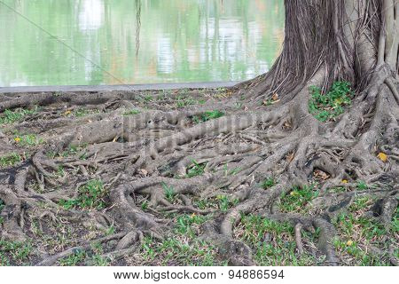Tree Root