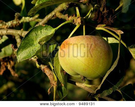 rijpe appel op boom