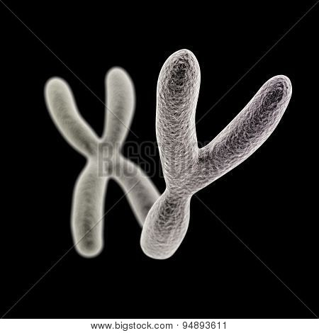Y And X Chromosomes (y Front) On Black Background