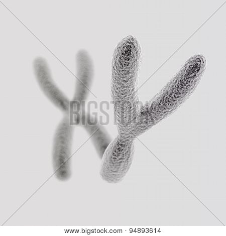 Y And X Chromosomes (y Front) On Light Background