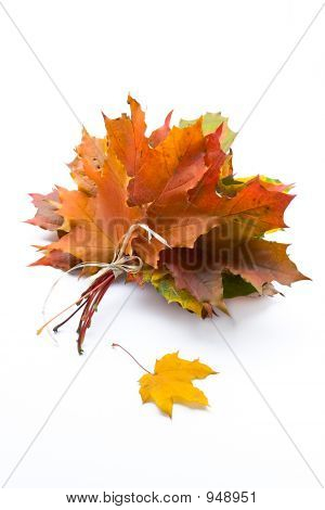 Autumn odchodzi