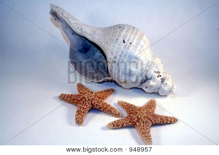 Conch N Stars