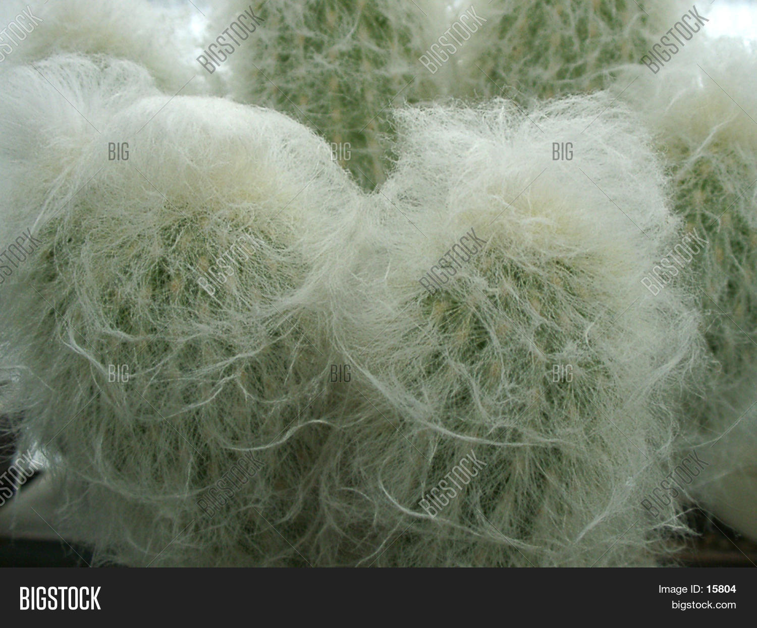 Behrede billede og foto (gratis prveperiode) | Bigstock