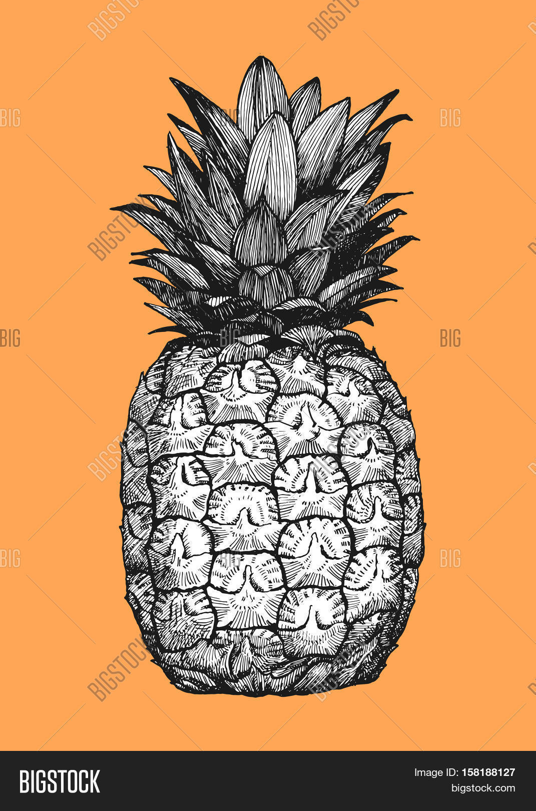 hand-drawn-vector-photo-free-trial-bigstock