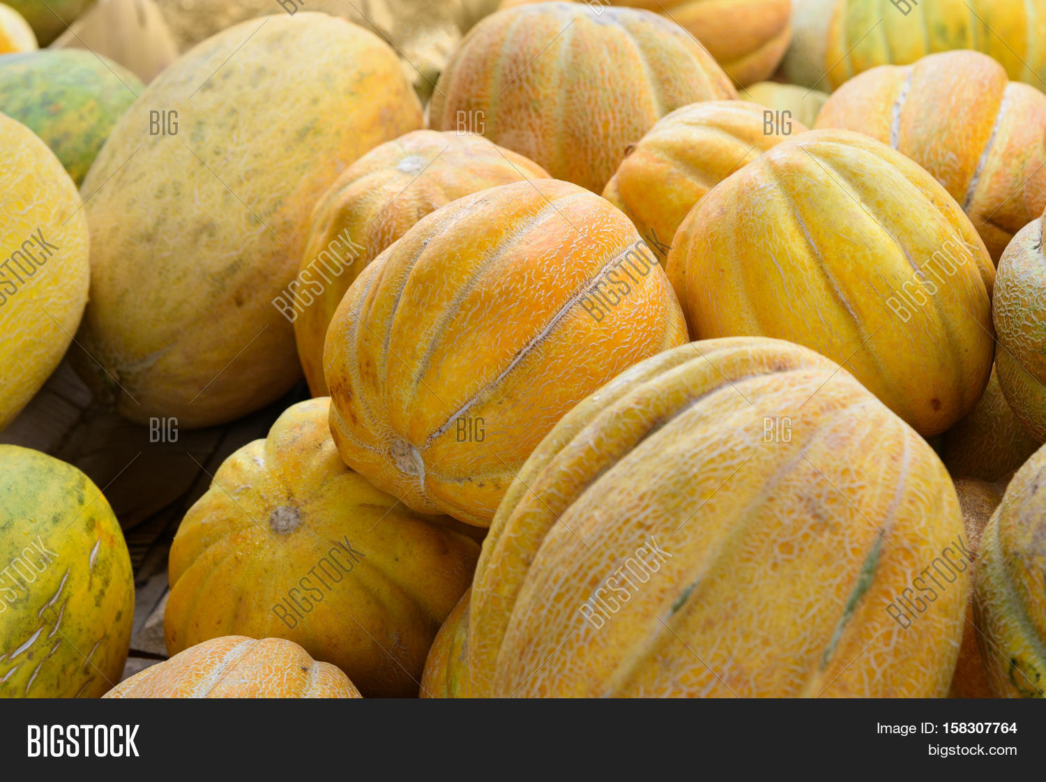 Дыня эфиопка спелая. Фотография дыни эфиопка. Дыня эфиопка в теплице. Дыня млада. Дыня эфиопка, колхозница,.