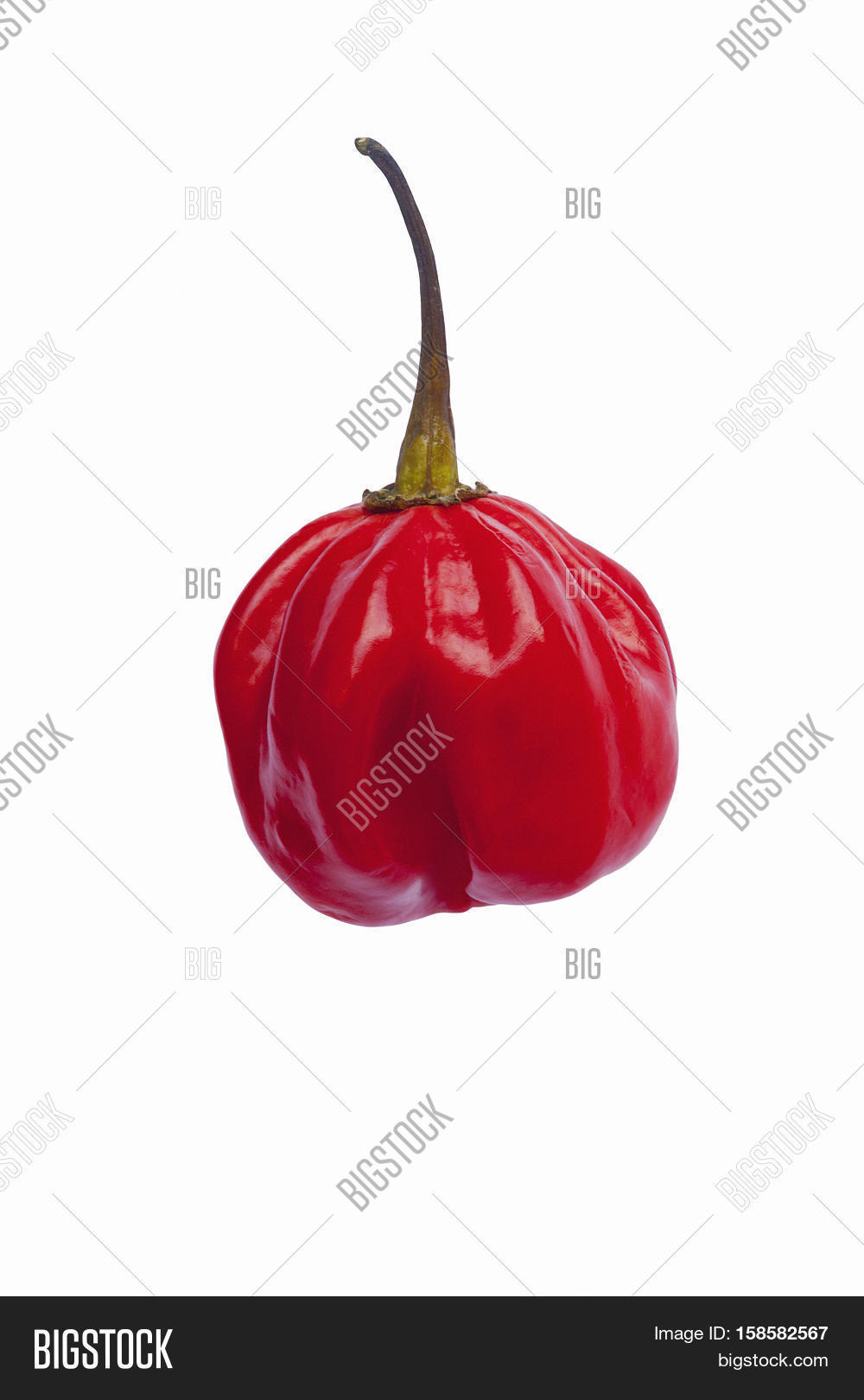Jamaican Hot Pepper ( Image & Photo (Free Trial) Bigstock