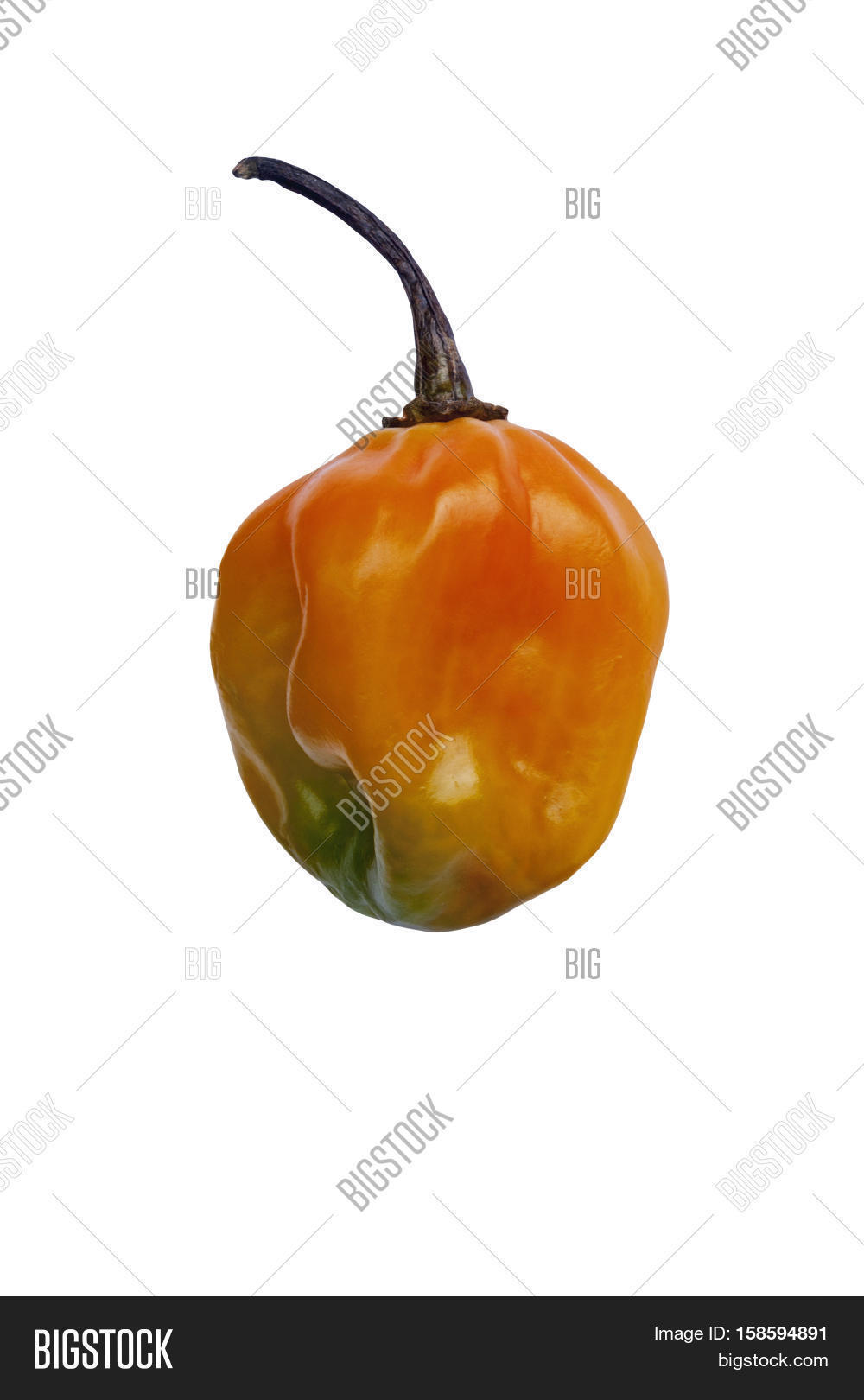 Jamaican Hot Pepper ( Image & Photo (Free Trial) Bigstock