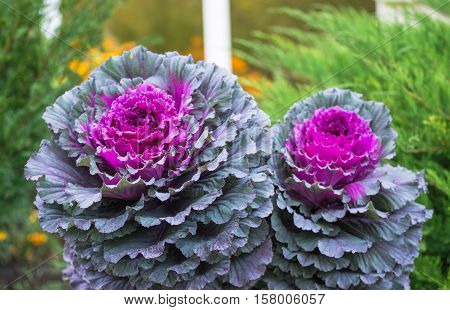 Purple and green decorative cabbage, ornamental cabbage plants. Top view on flowering ornamental cabbage. Pattern created from a lot of flowers growing in garden.