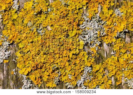 Photo Picture Texture Lichens