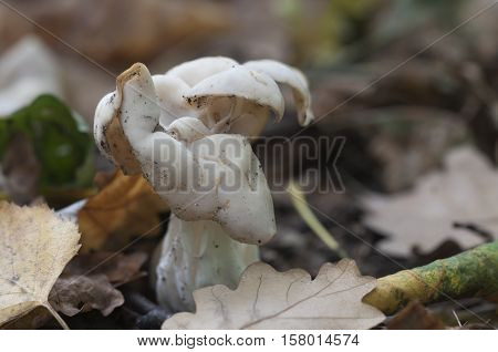 Helvella crispa (white saddle) mushroom close up shot