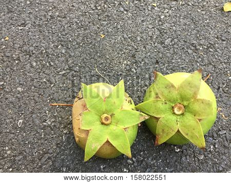 Cork tree, Mangrove apple fruit on concrete road