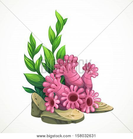 Sea anemones and algae growing on the rocks sea life object isolated on white background