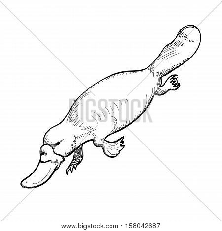 Vector illustration of handdrawn Australian animal Platypus in doodle style.