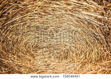 Closeup of golden hay roll circular haystack showing straw texture
