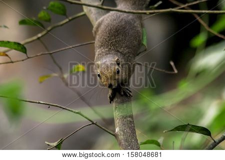 Squirrel on a tree in the park