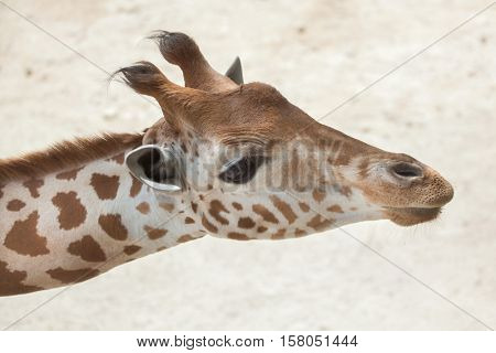 Kordofan giraffe (Giraffa camelopardalis antiquorum), also known as the Central African giraffe. Wildlife animal. 