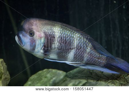Frontosa (Cyphotilapia frontosa), also known as the humphead cichlid. 