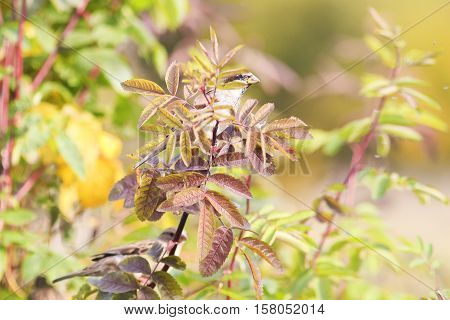 a small bird sits among colorful autumn leaves