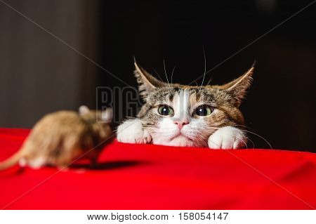 Cat in an ambush on a mouse hunt.