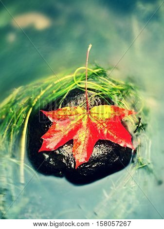 Caught Yellow Orange Maple Leaf On  Long Green Algae Stone. Colorful Symbol