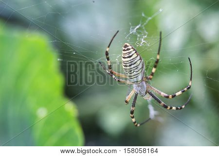 Yellow-black orb-weaver spider. Argiope Bruennichi, or the wasp-spider on the web, cobweb against green natural background, closeup