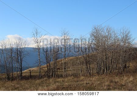 Sky, mountains and autumn field landscape with tall bare trees and fence in brown farm field.  Horses grazing behind tall trees.  Field hills, mountains with bright blue sky and white clouds.