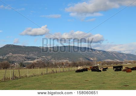 Cows grazing in farm with green grass, trees, buildings, bright blue sky and mountain background.