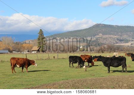 Cows grazing in farm with green grass, trees, buildings, bright blue sky and mountain background.