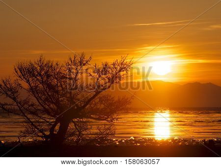 Tree evening with golden light. Lake sunset.
