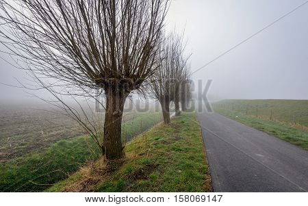 Dutch rural landscape with a long road dewy grass and a row of trees in the on a misty morning in the end of the winter season.