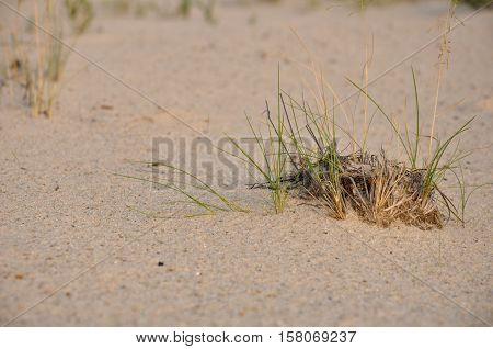 Green grass grawing on the yellow sand