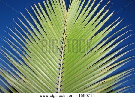 Coconutleaf4