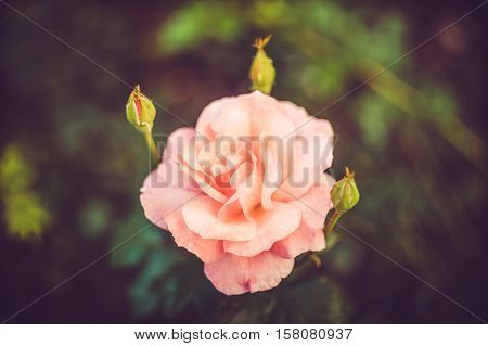 Delicate Pink Rose Blooming in Garden on the green background