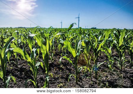 Corn field: young corn plants growing in the sun