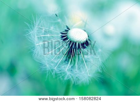 Dandelion in the wind on a turquoise background