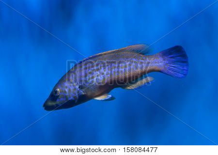 Cuckoo wrasse (Labrus mixtus). Marine fish.
