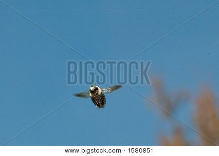 Pan Bumble Bee v letu