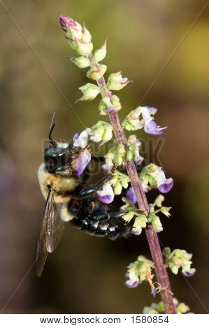 Bumble Bee opylování