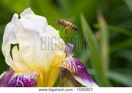 Honey Bee a Iris