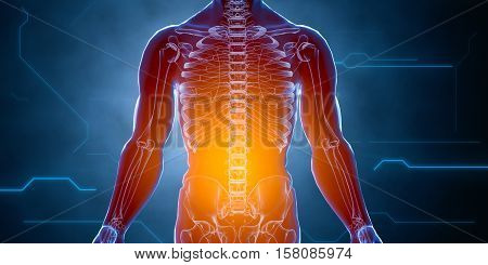 X ray human male female body. Anatomy concept. Isolate, 3d render.