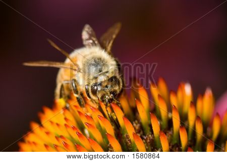 Pan Bumble Bee na Echinacea