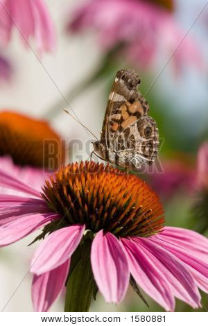 Motýl na Echinacea