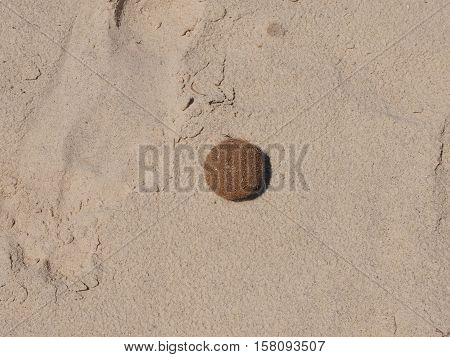 The rolled-up hair ball lies on clean sand