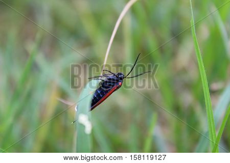 A small insect on the grass during a walk in the park called 