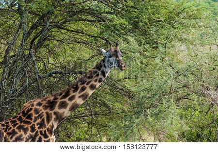 My son? He's 16 feet tall how about yours?