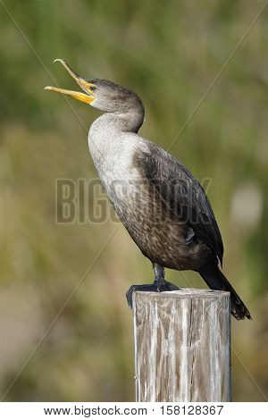 Double-crested Cormorant Yawning On A Dock Piling - Florida