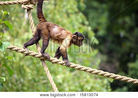 Capuchin maymun