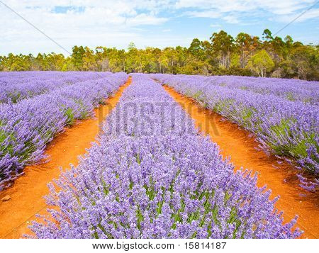 Agriturismo lavanda